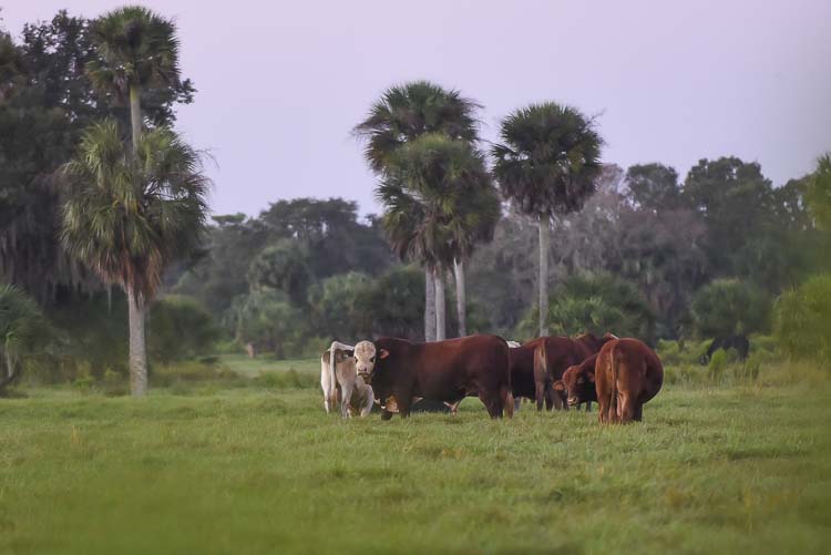 4,515 acres sell in rural Manatee