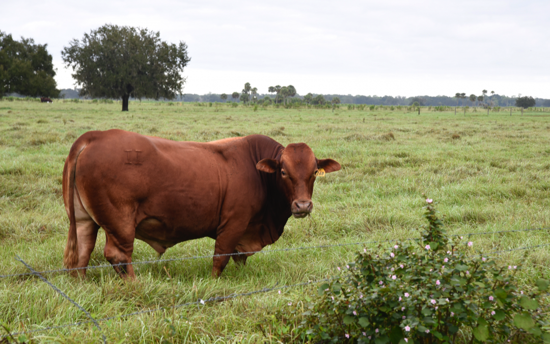 Florida Cattleman Donates Cow to UF’s Campus Food Pantry