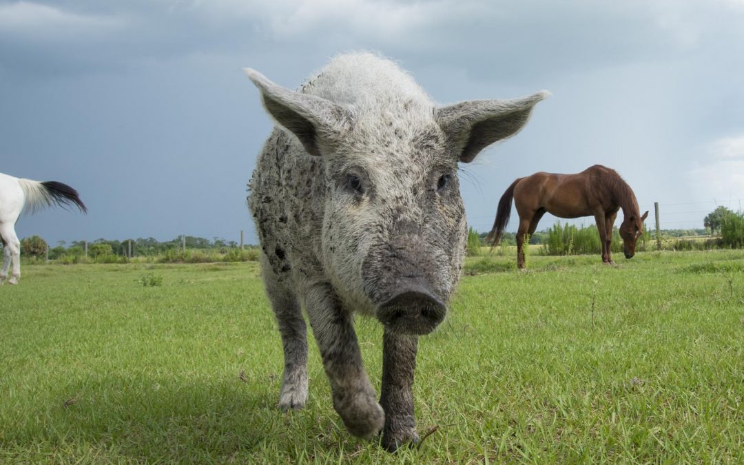 Of Cowboys and the World’s Best Pigs